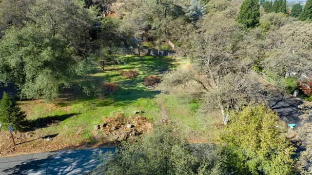 a view of a garden with plants and large trees