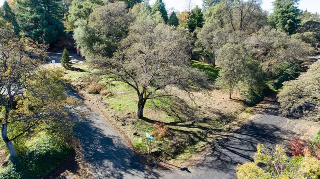 a view of a tree in a yard