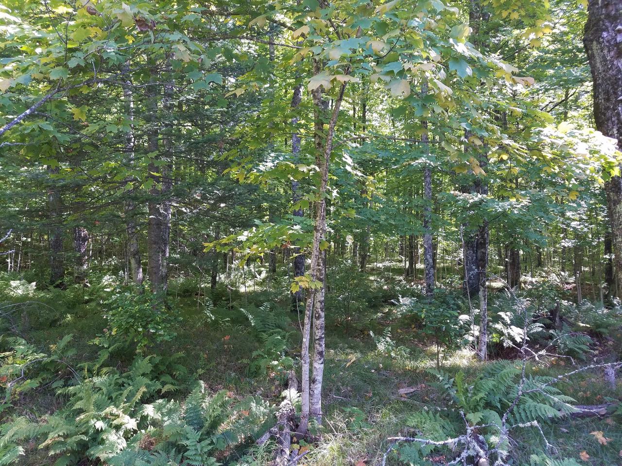 On Deer Path, Unit 9 ACRES Phelps, WI 54554 - Photo 12 of 15 Gallery Image 12