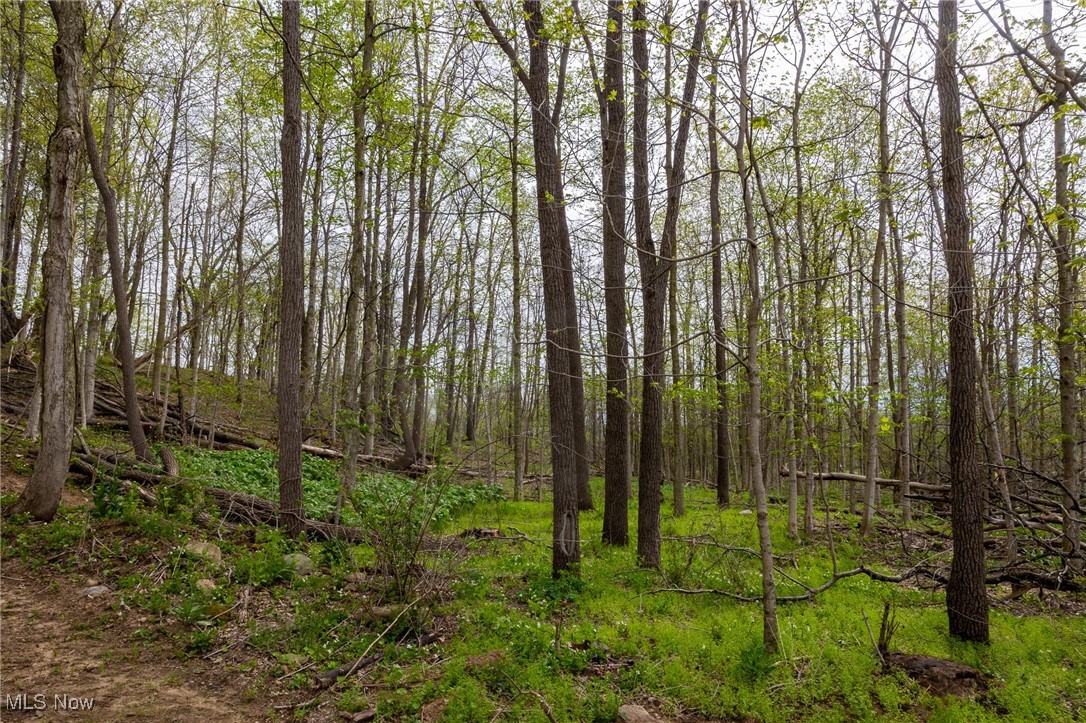 511 State Route Ashland, OH 44805 - Photo 13 of 42 View of local wilderness featuring a view of trees