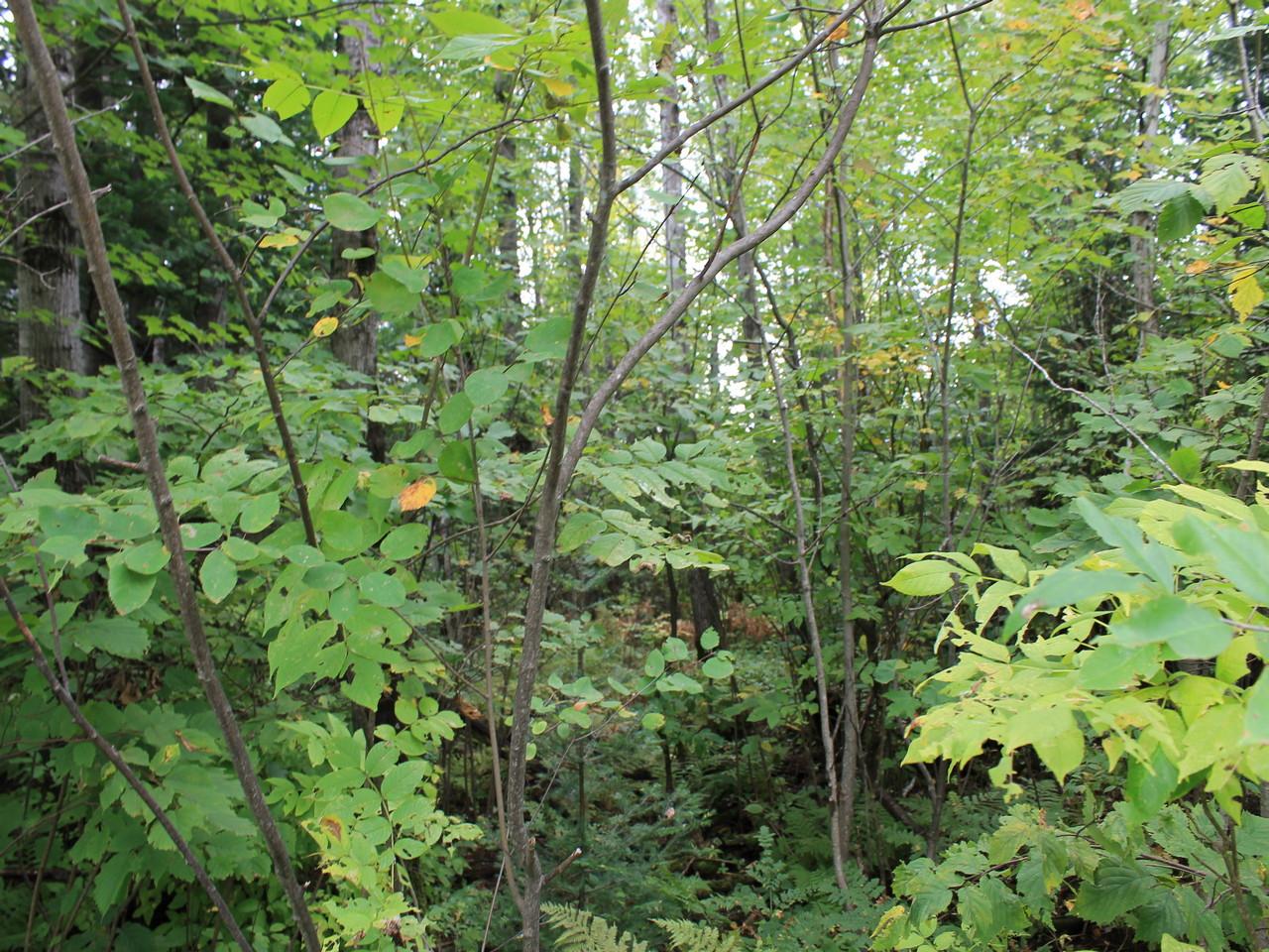 Three Ten Road, Unit LOT 25 Mercer, WI 54547 - Photo 6 of 15 Gallery Image 6
