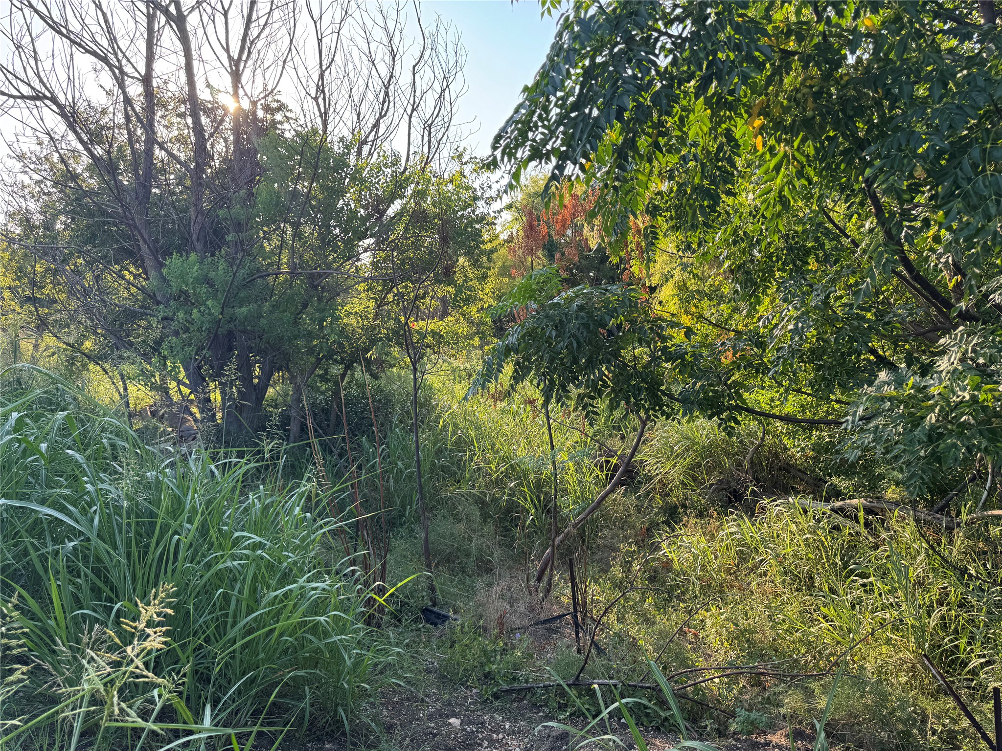 4401 Trimmier Road Killeen, TX 76542 - Photo 14 of 15 View of local wilderness