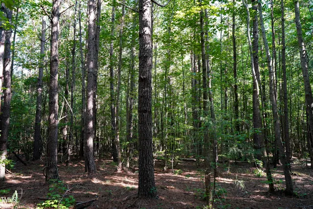 a view of a fire pit with large trees