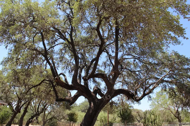 a view of a yard with trees