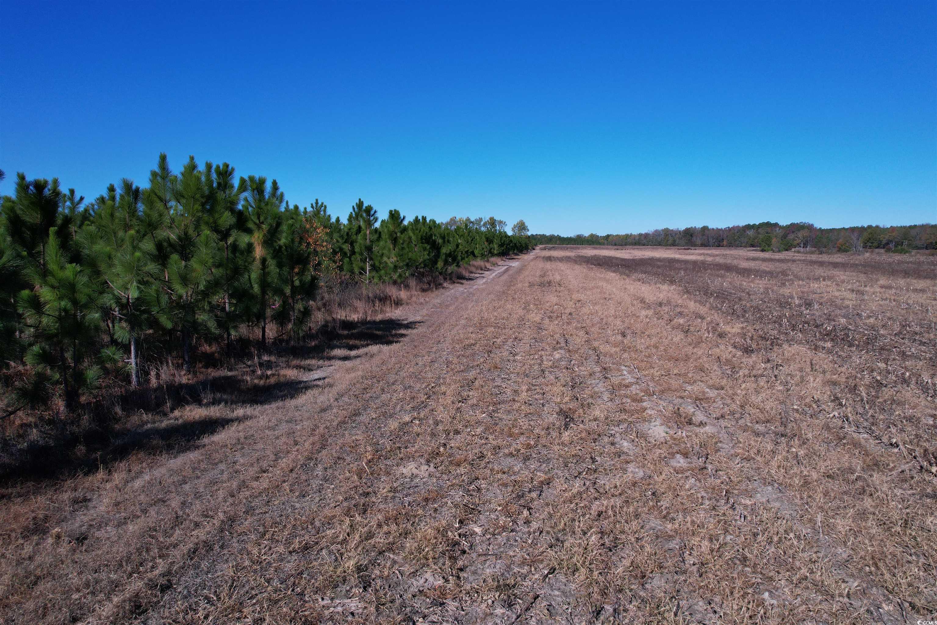 53.86-acres-tbd Pate Road Bishopville, SC 29010 - Photo 11 of 19