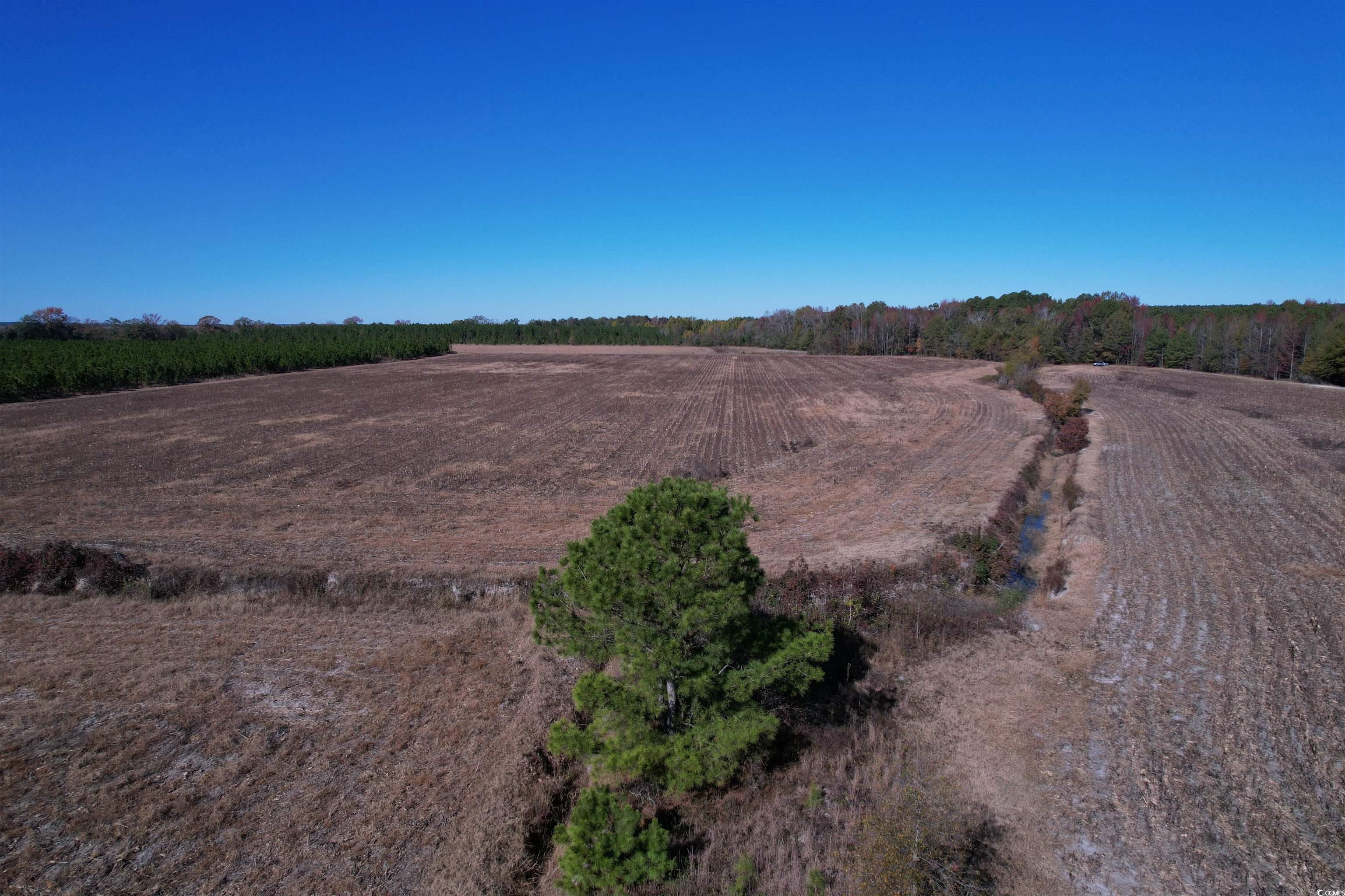 53.86-acres-tbd Pate Road Bishopville, SC 29010 - Photo 13 of 19