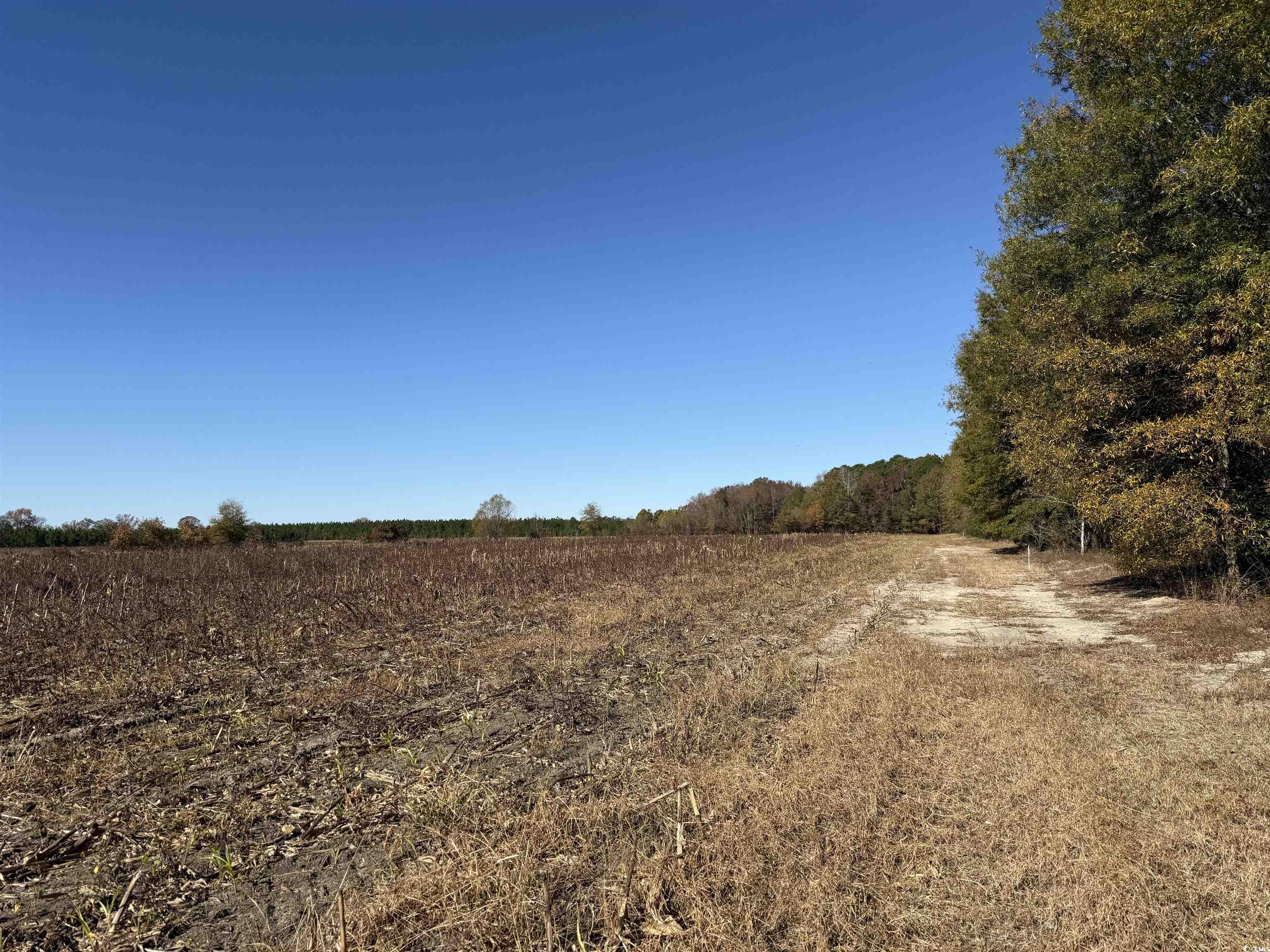 53.86-acres-tbd Pate Road Bishopville, SC 29010 - Photo 18 of 19
