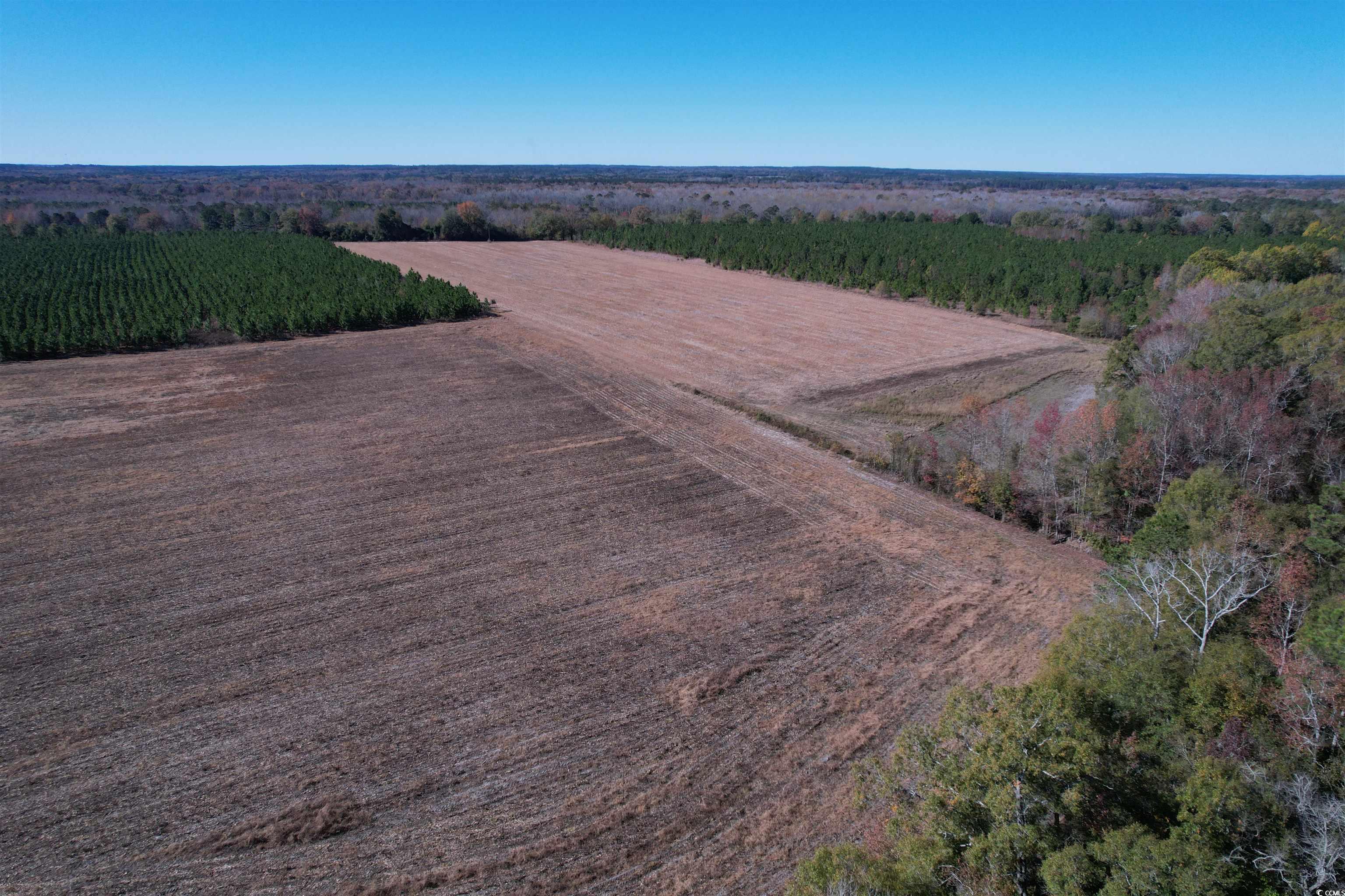 53.86-acres-tbd Pate Road Bishopville, SC 29010 - Photo 3 of 19