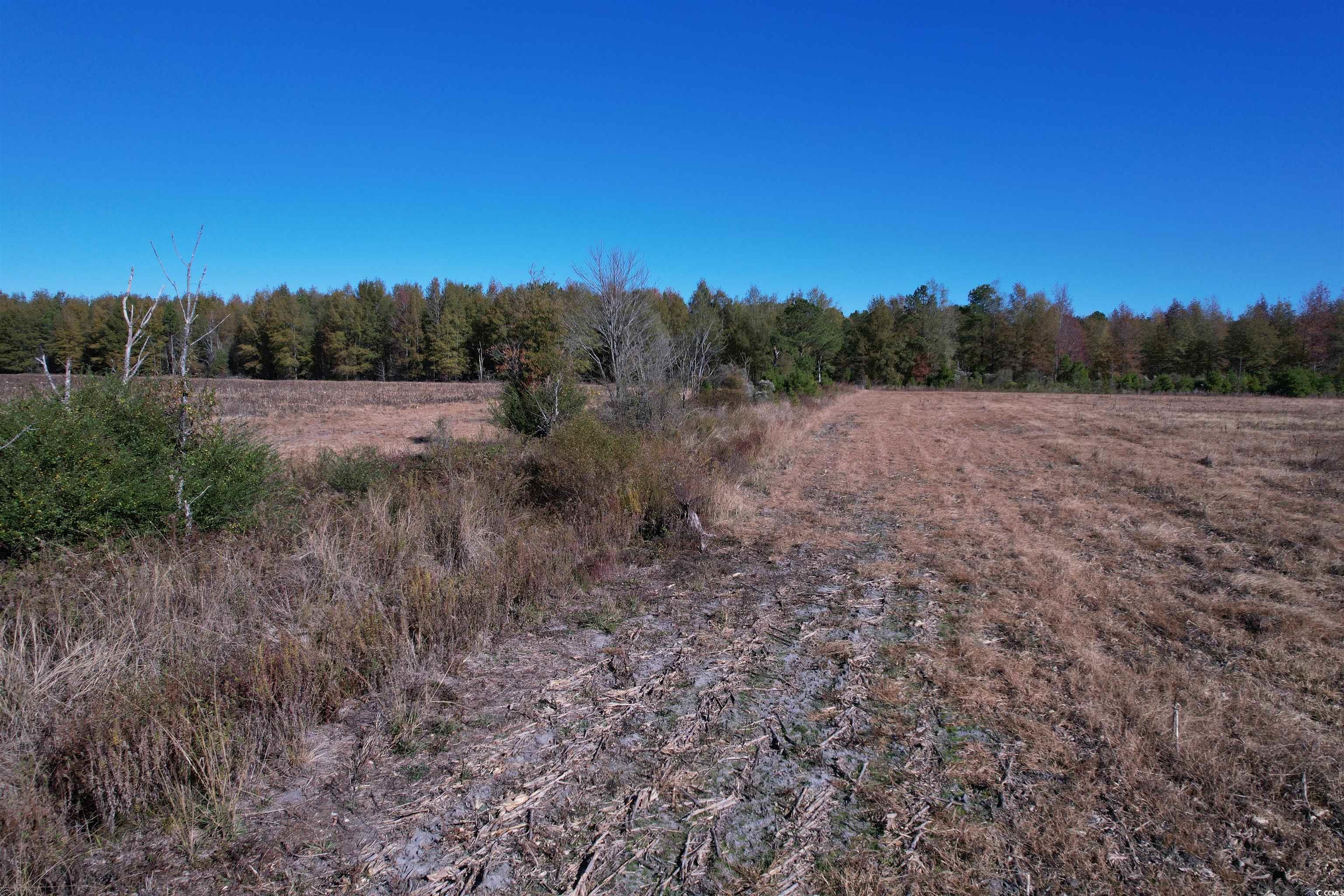 53.86-acres-tbd Pate Road Bishopville, SC 29010 - Photo 8 of 19