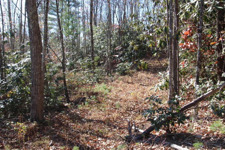LOTS OF TREES FOR PRIVACY