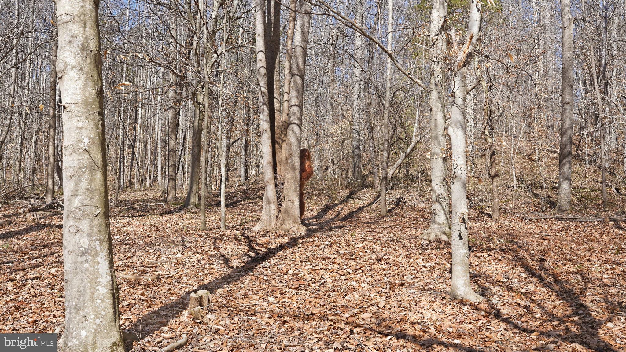 Lot 28 Marquis Road Orange, VA 22960 - Photo 12 of 17