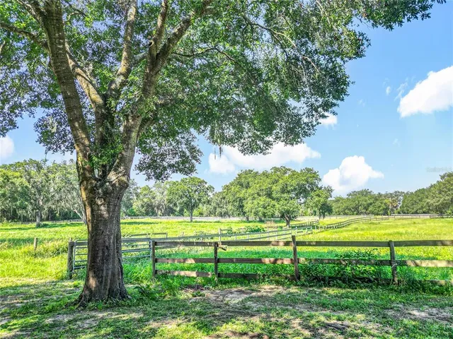 a view of a park with large trees