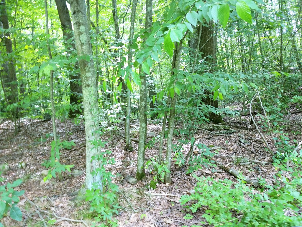 0 Pierpont Road Dudley, MA 01571 - Photo 1 of 2