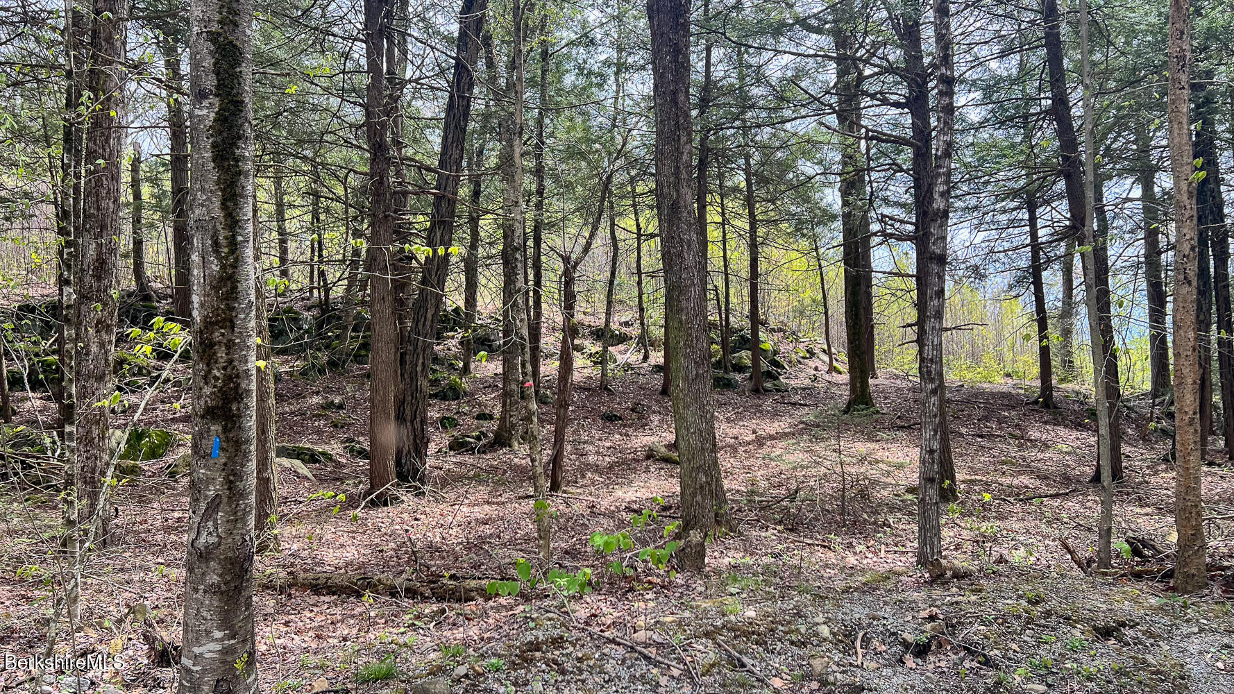 58 Stanley Road East Otis, MA 01029 - Photo 3 of 14 a view of a backyard