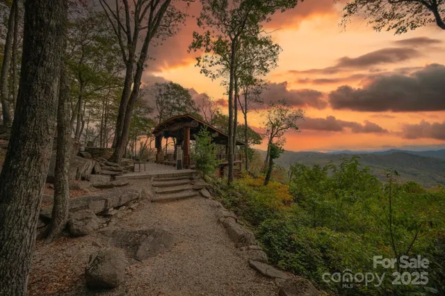a view of a yard with plants and a large tree