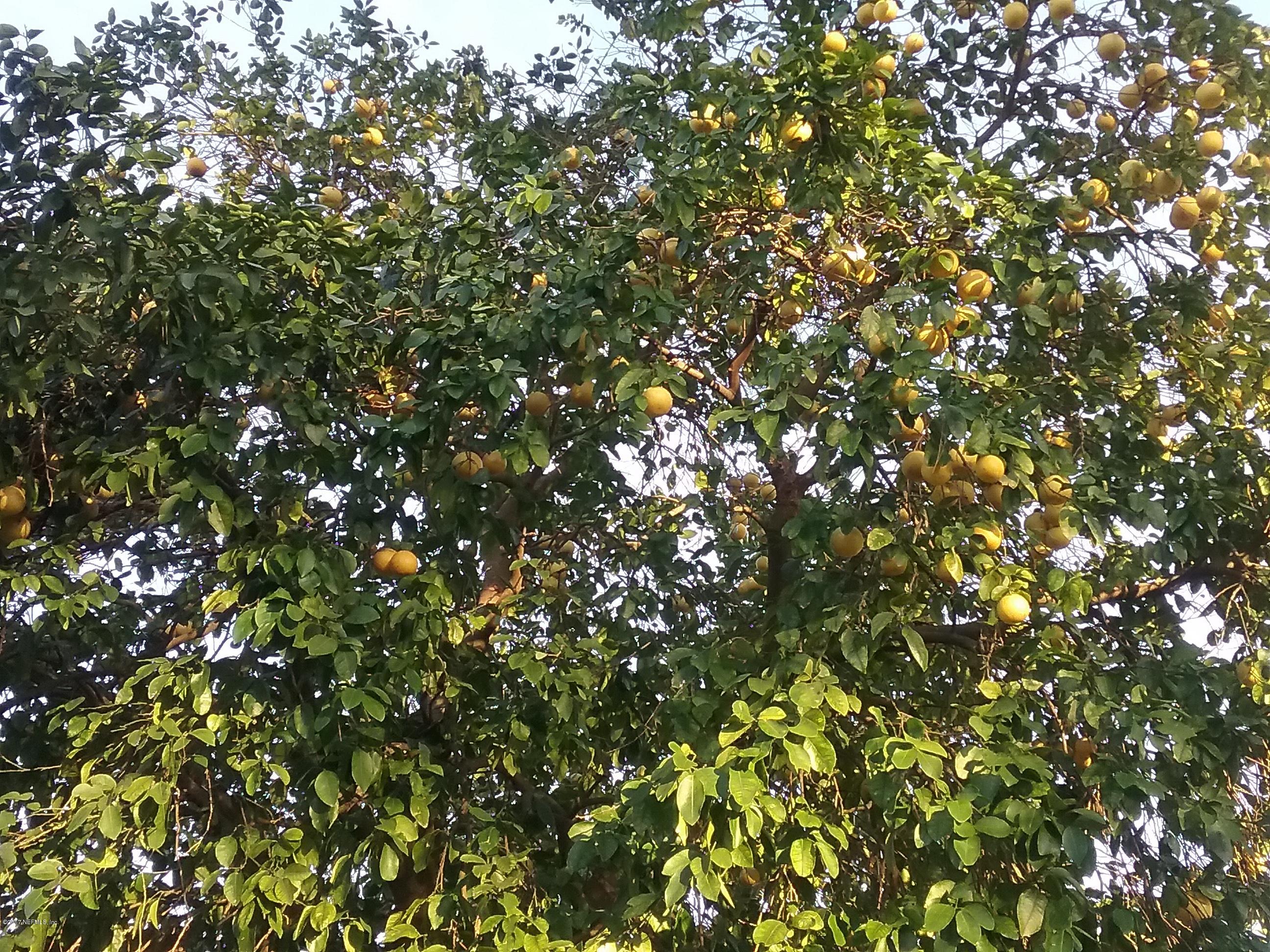 8248 Spring Lake Road North Jacksonville, FL 32210 - Photo 24 of 24 Fruit bearing tree