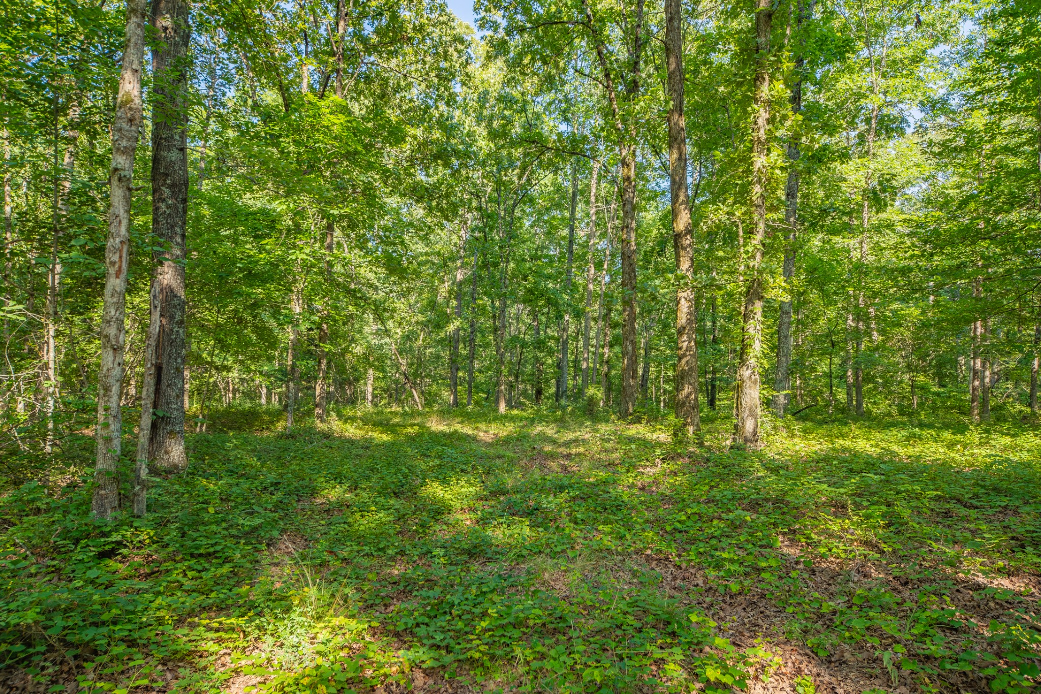 0 Pinewood Road Nunnelly, TN 37137 - Photo 43 of 64 Gallery Image 43