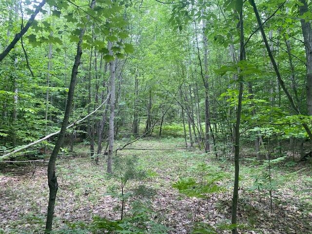Green Briar Road Lake Ann, MI 49650 - Photo 14 of 16 1947287-60bc4a4e-d3d0-4a83-ab6a-83272ede989c.JPG