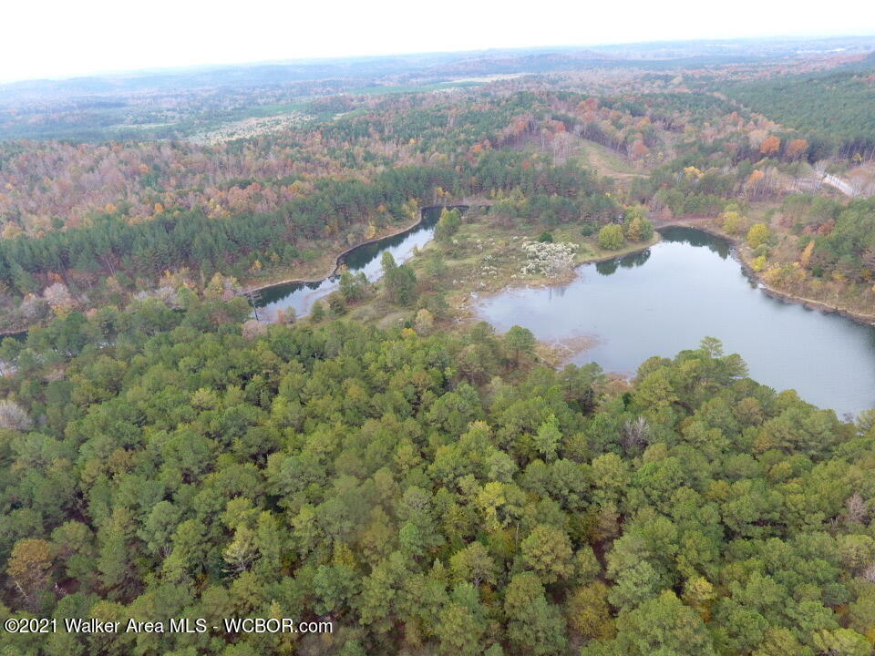 0 Homestead Road Eldridge, AL 35554 - Photo 2 of 8 Gallery Image 2