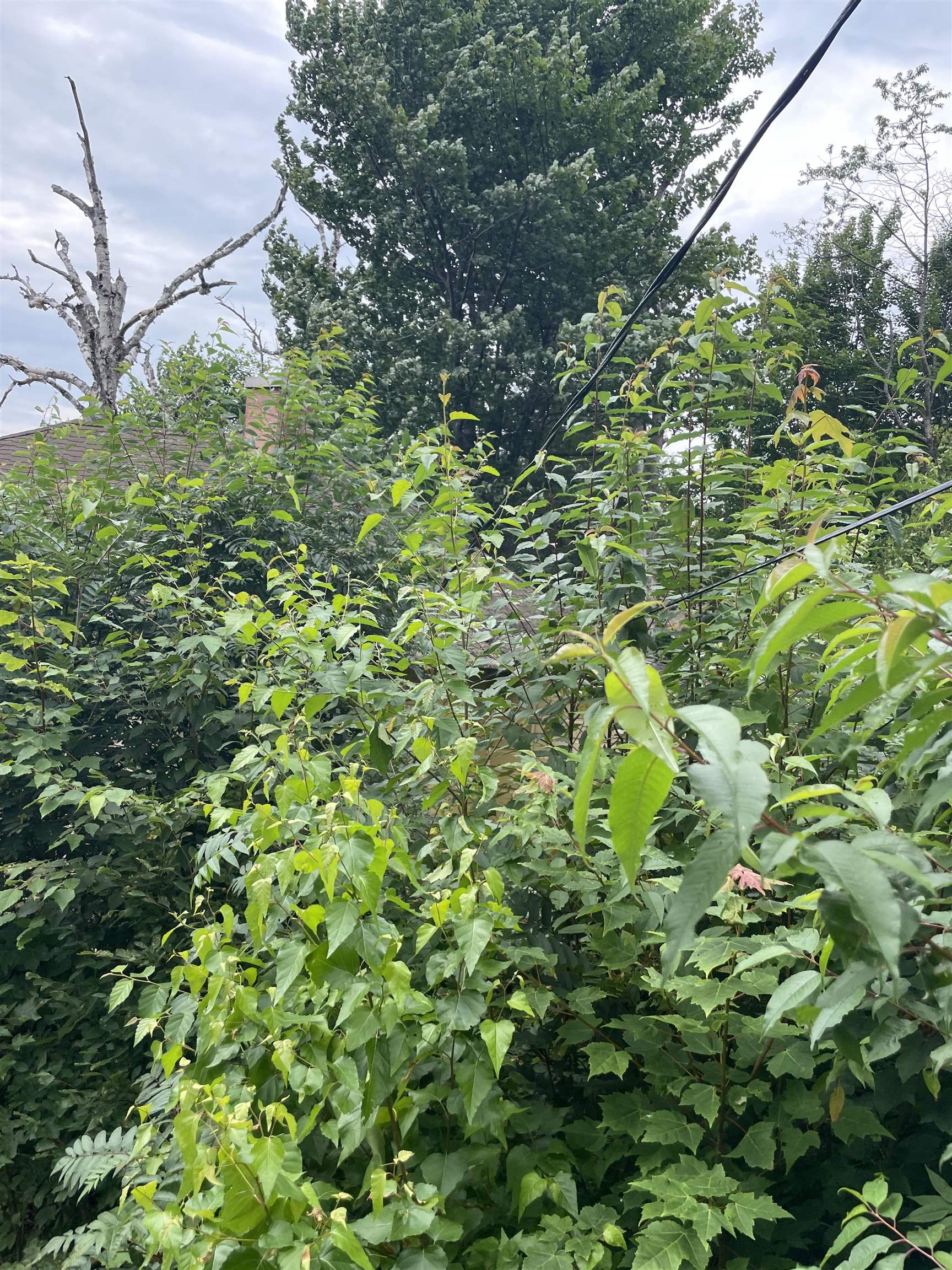 618 Cottage Road Averill, VT 05903 - Photo 3 of 13