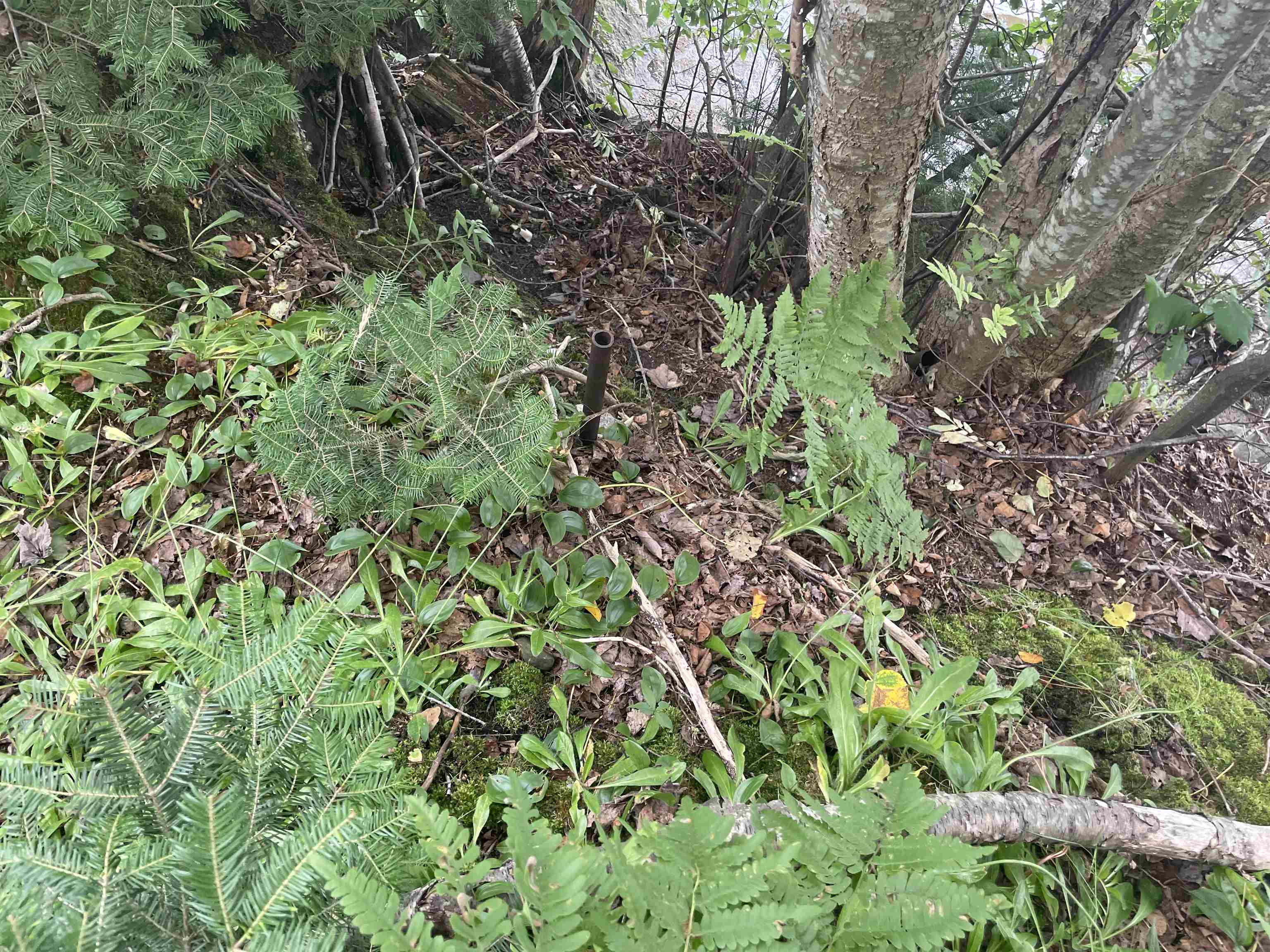 618 Cottage Road Averill, VT 05903 - Photo 8 of 13