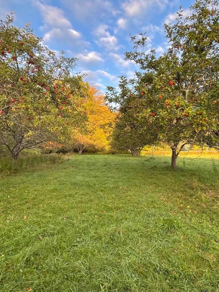 314 Davis Road Union, ME 04862 - Photo 28 of 31 orchard