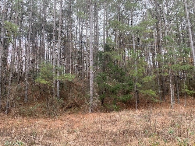 a view of a forest