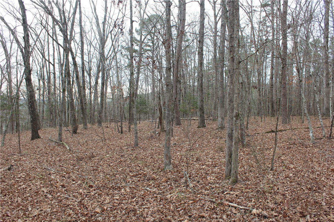 0 Old Brewer Road South Edgemont, AR 72044 - Photo 43 of 60 View of local wilderness