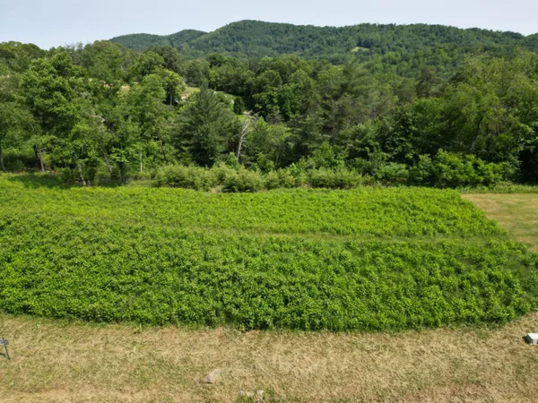 a view of a lush green forest with a house