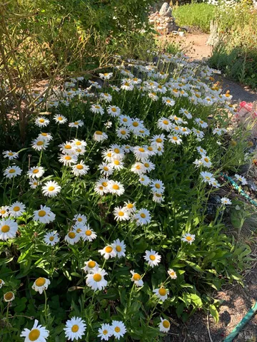 $635,000 | 19155 Scenic Drive, Redwood Valley, CA 95470