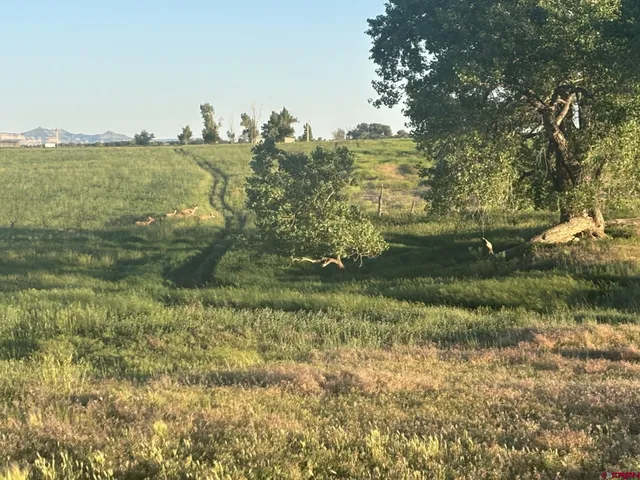 a view of a yard with plants