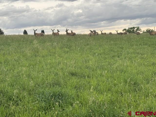 16513 Road 20 Cortez, CO 81321 - Photo 4 of 20 a view of a herd of animals grazing on a lush green field