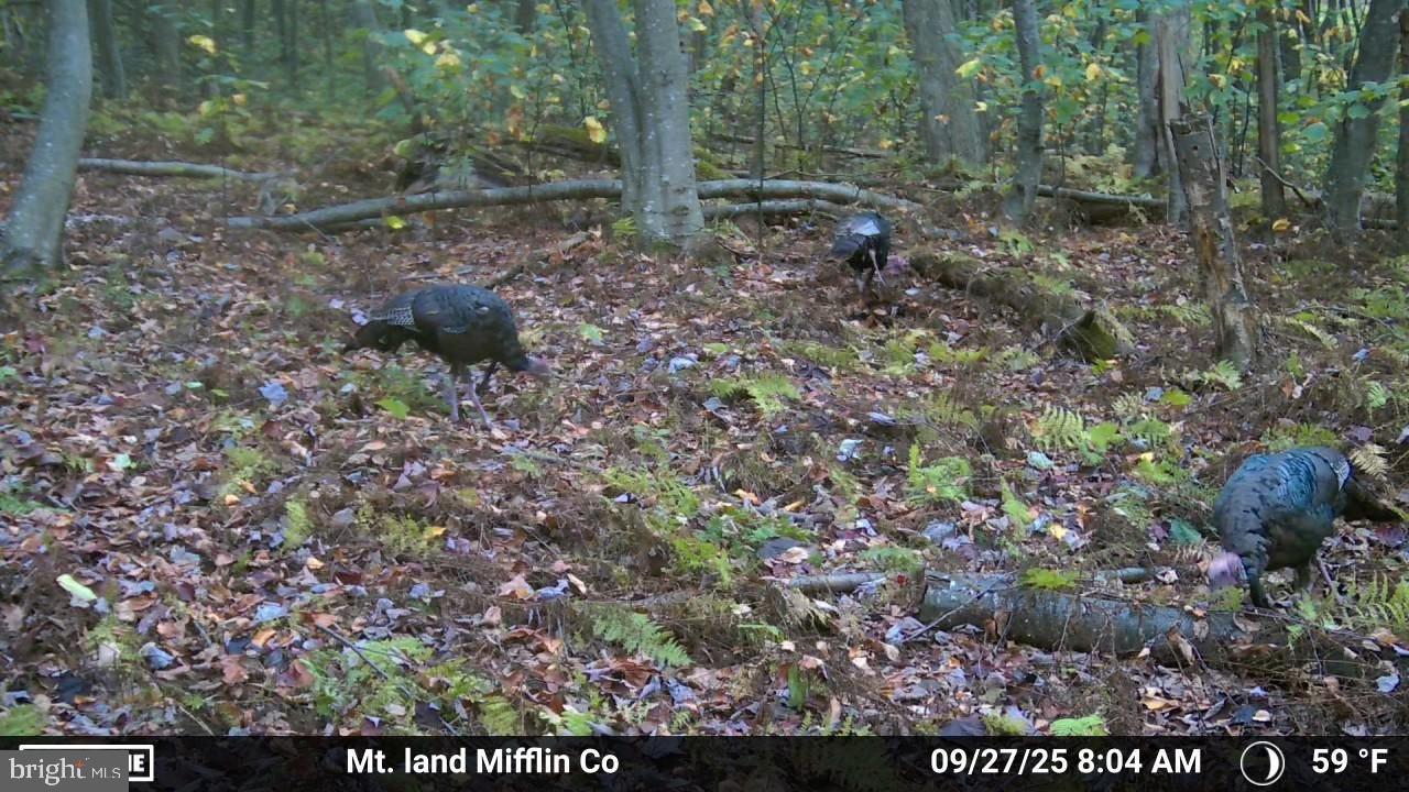 0 Carlisle Gap Road Lewistown, PA 17044 - Photo 36 of 53