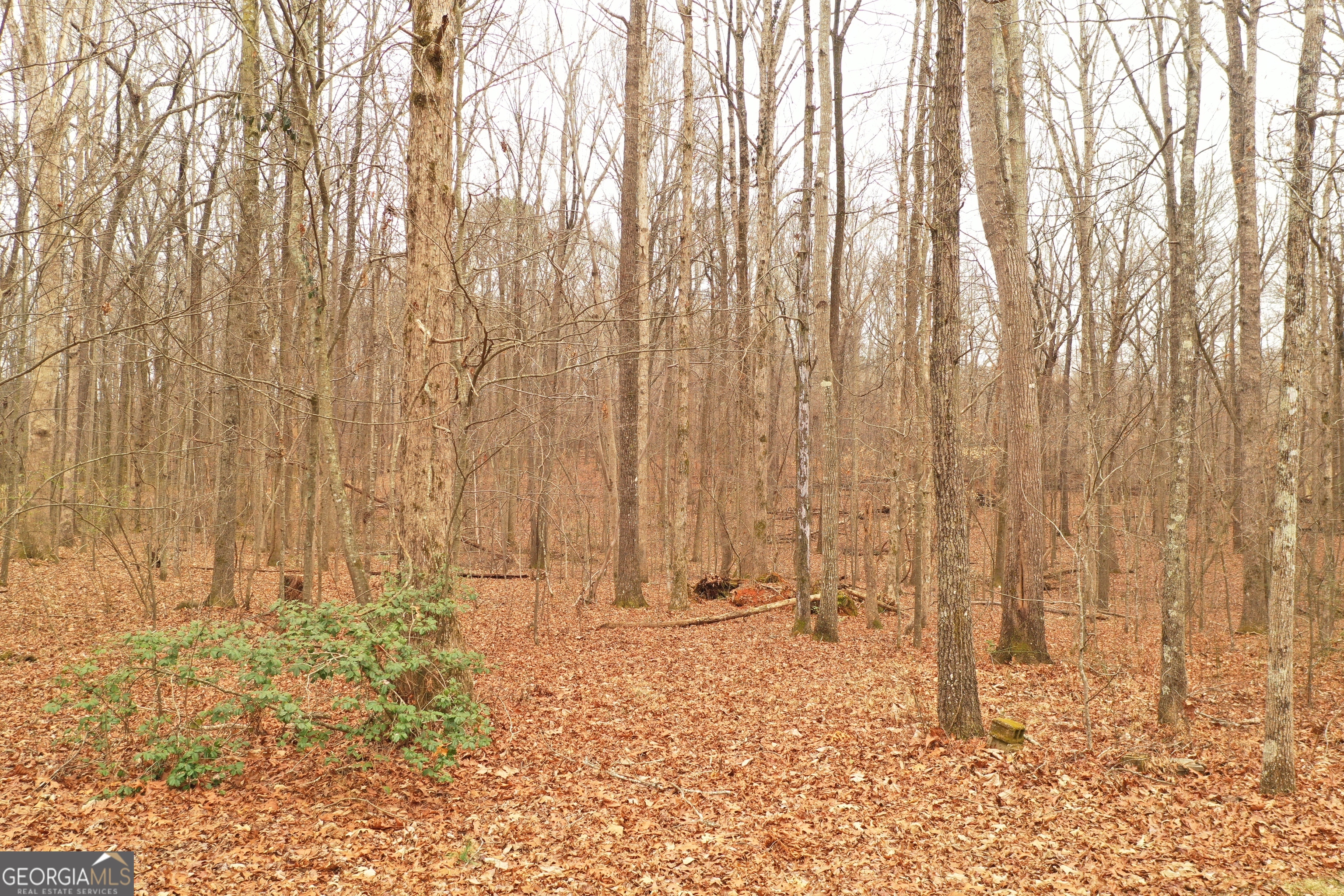 436 Tommy Irvin Road Mount Airy, GA 30563 - Photo 7 of 60