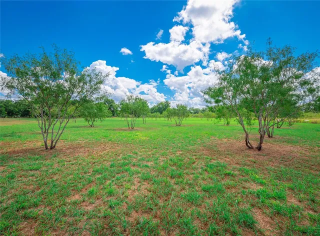 a view of a tree in a yard