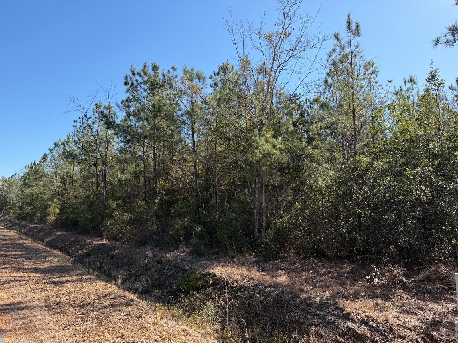 4950 Assembly Lane Myrtle Beach, SC 29588 - Photo 2 of 5 View of local wilderness