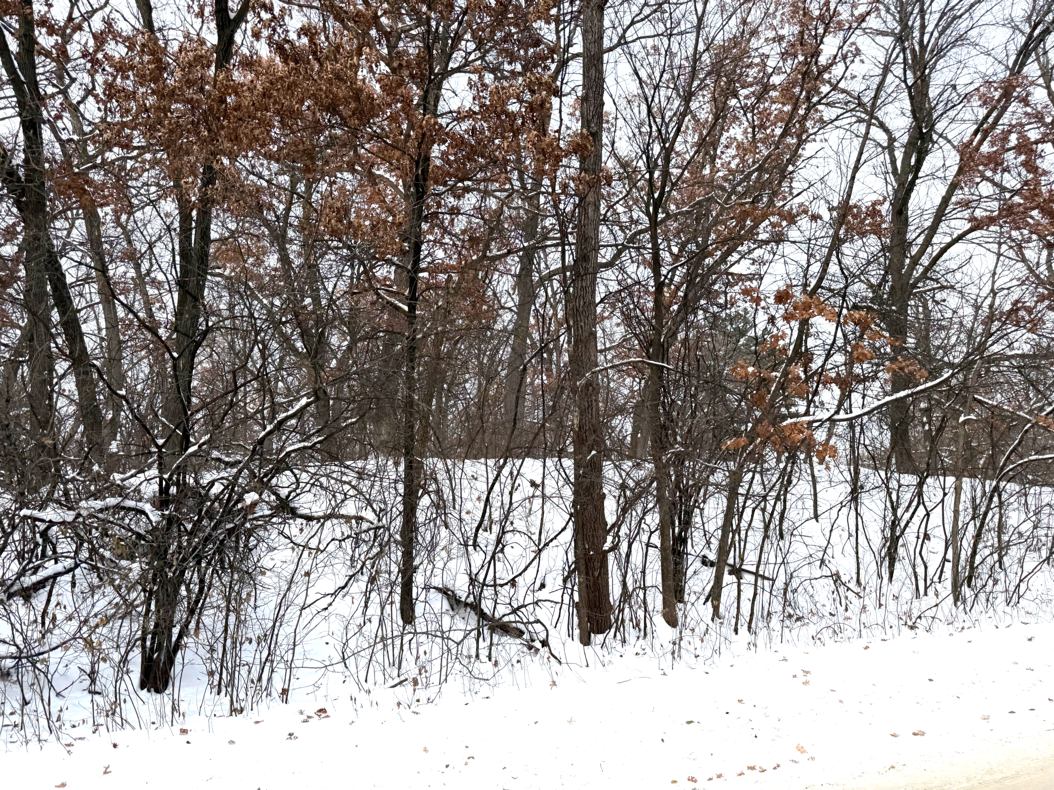 371 Totem Road St. Paul, MN 55119 - Photo 1 of 13