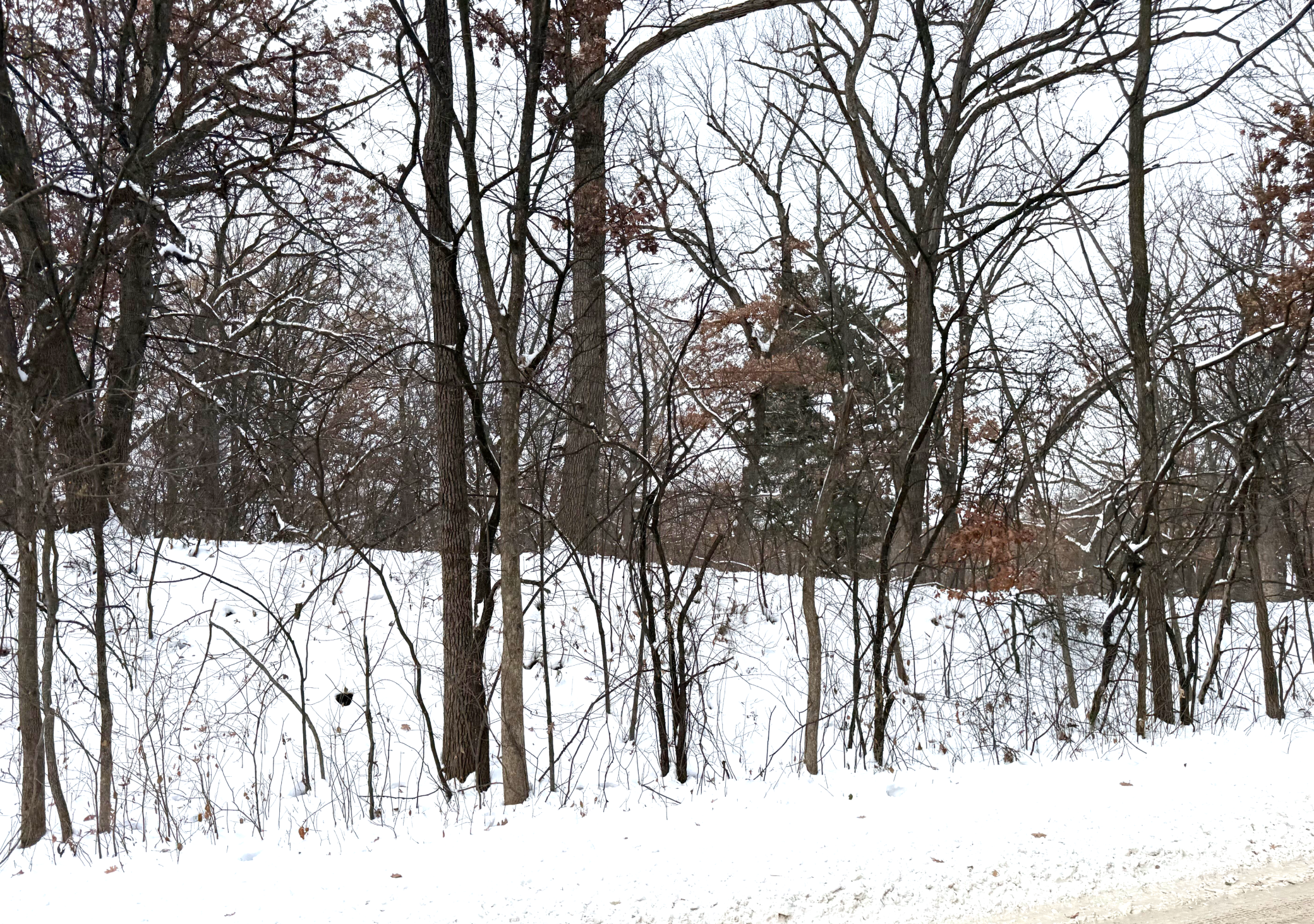 371 Totem Road St. Paul, MN 55119 - Photo 2 of 13