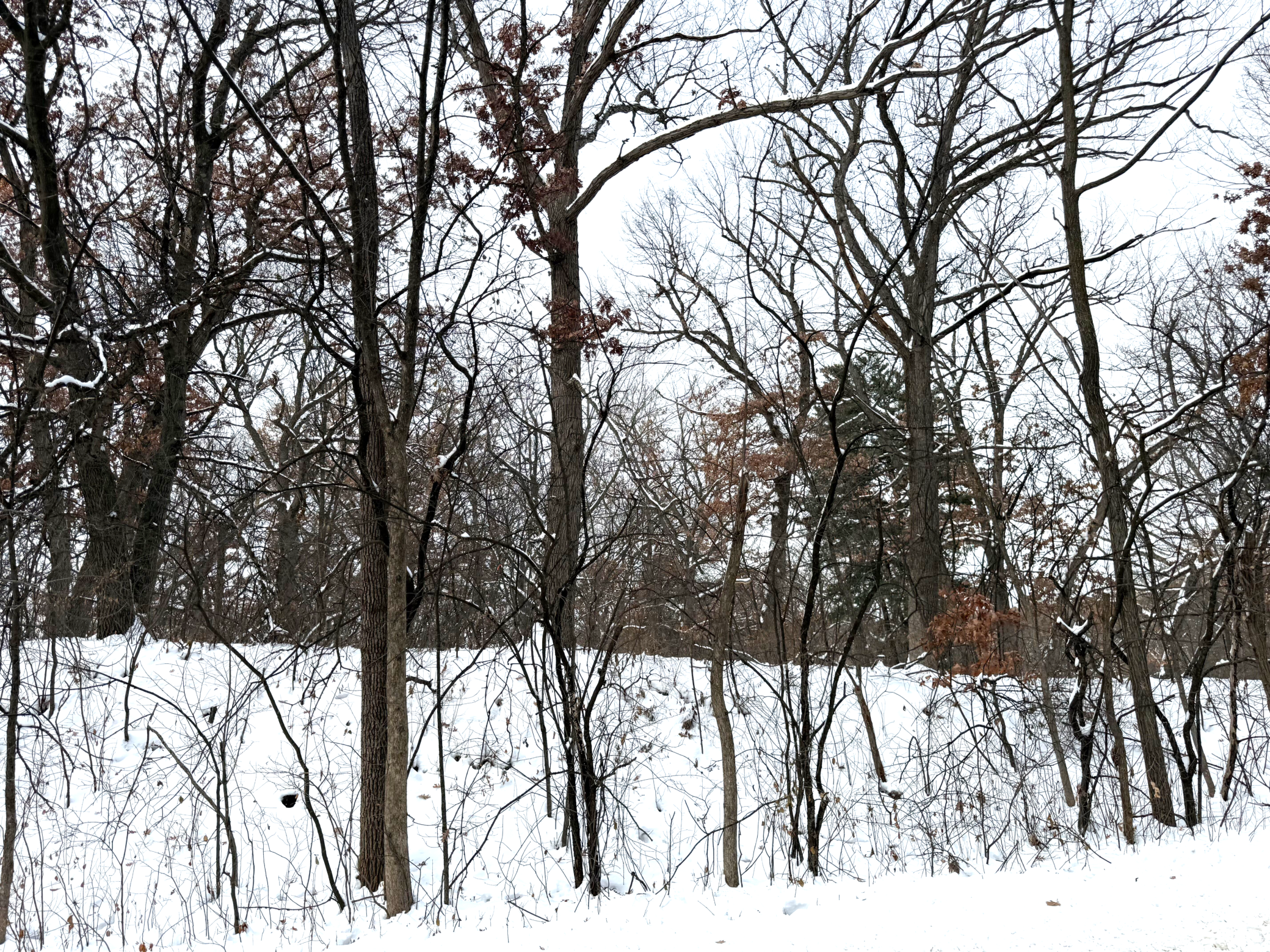 371 Totem Road St. Paul, MN 55119 - Photo 3 of 13