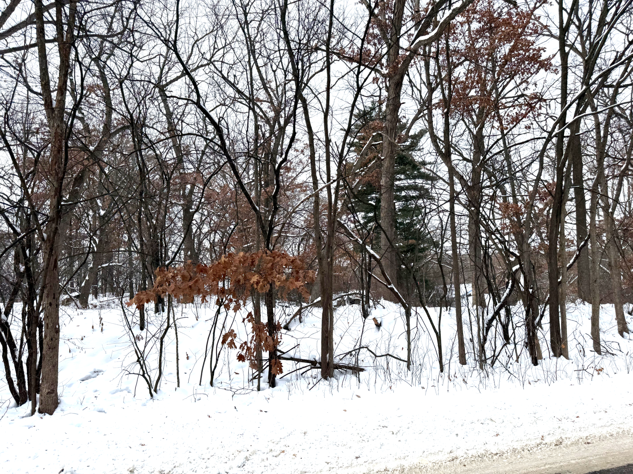 371 Totem Road St. Paul, MN 55119 - Photo 5 of 13