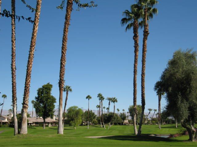 a view of a park with palm trees