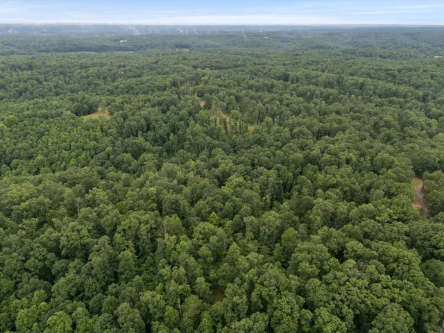 a view of a lush green forest with lush green forest and trees