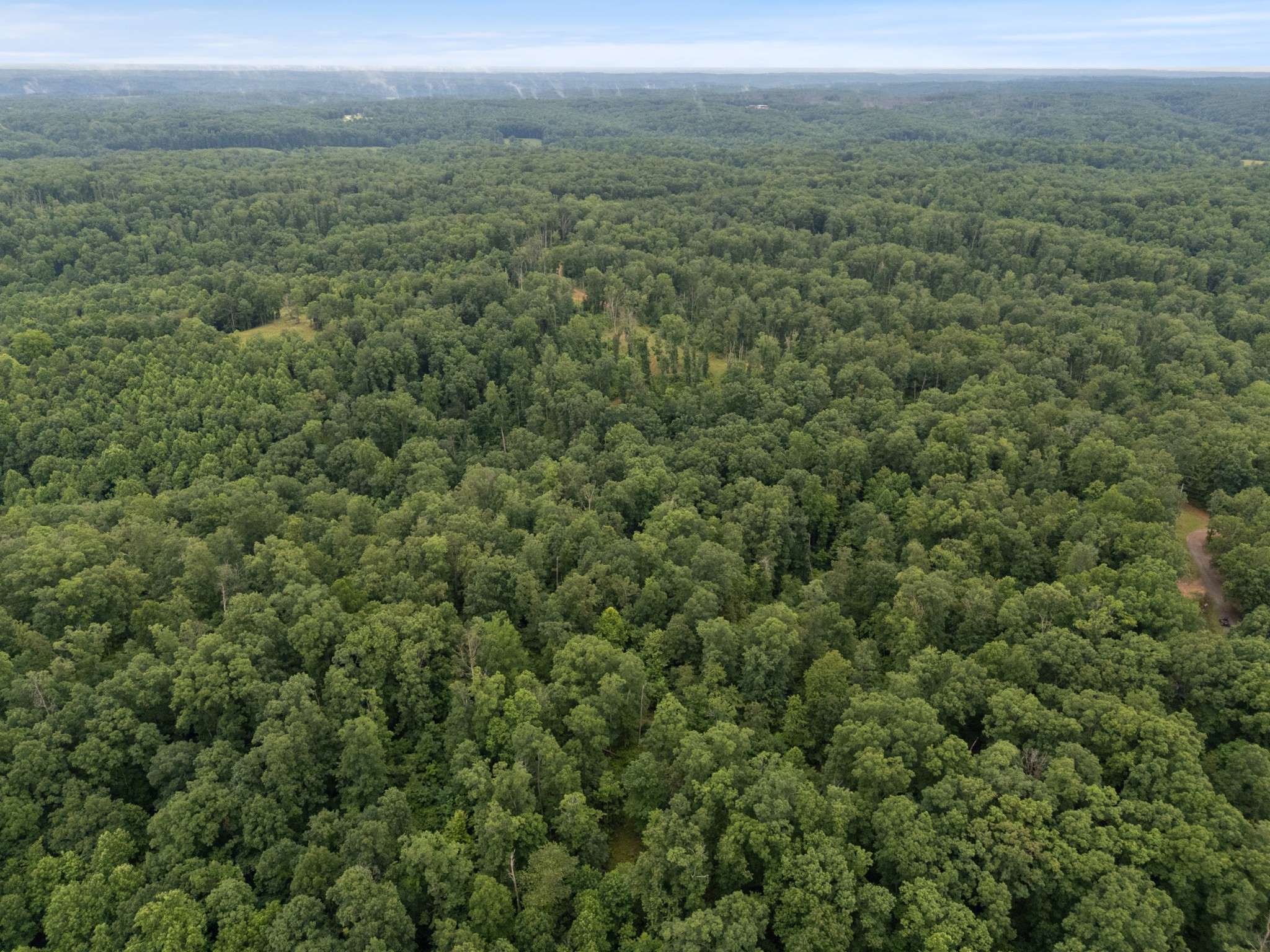 1270 North Buchanan Road Waverly, TN 37185 - Photo 8 of 13 a view of a lush green forest with lush green forest and trees