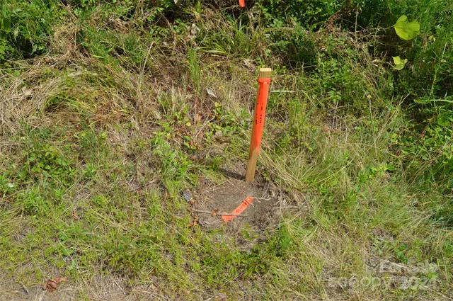 a view of a forest with a tree