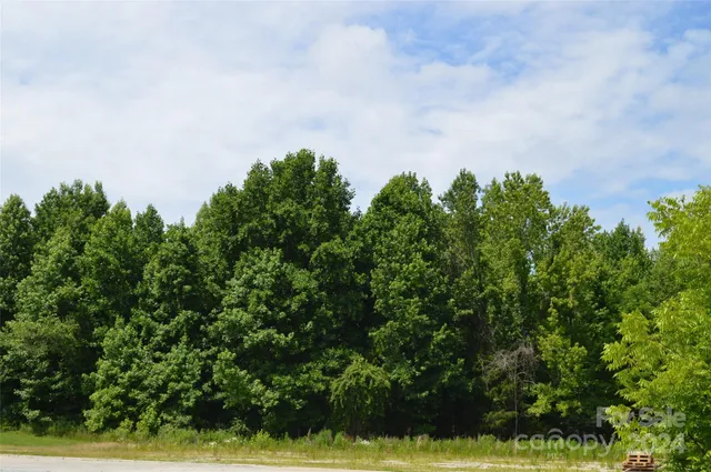 a view of a bunch of trees
