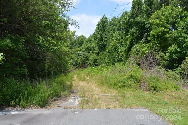 a close up of a plant