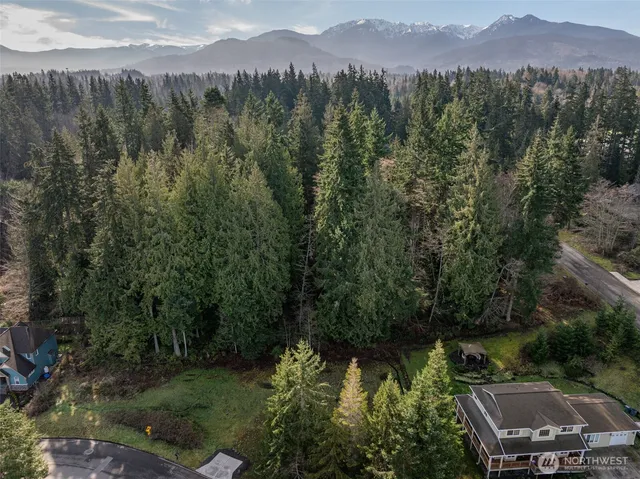 a view of a lush green forest with a mountain in the background
