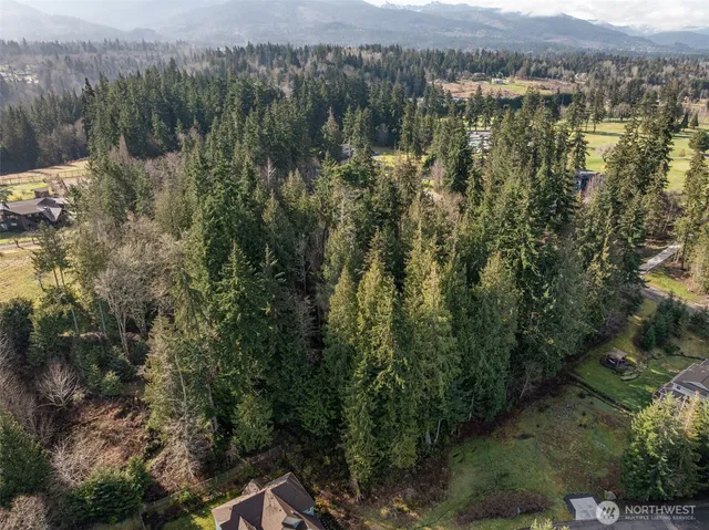 a view of a lush green forest