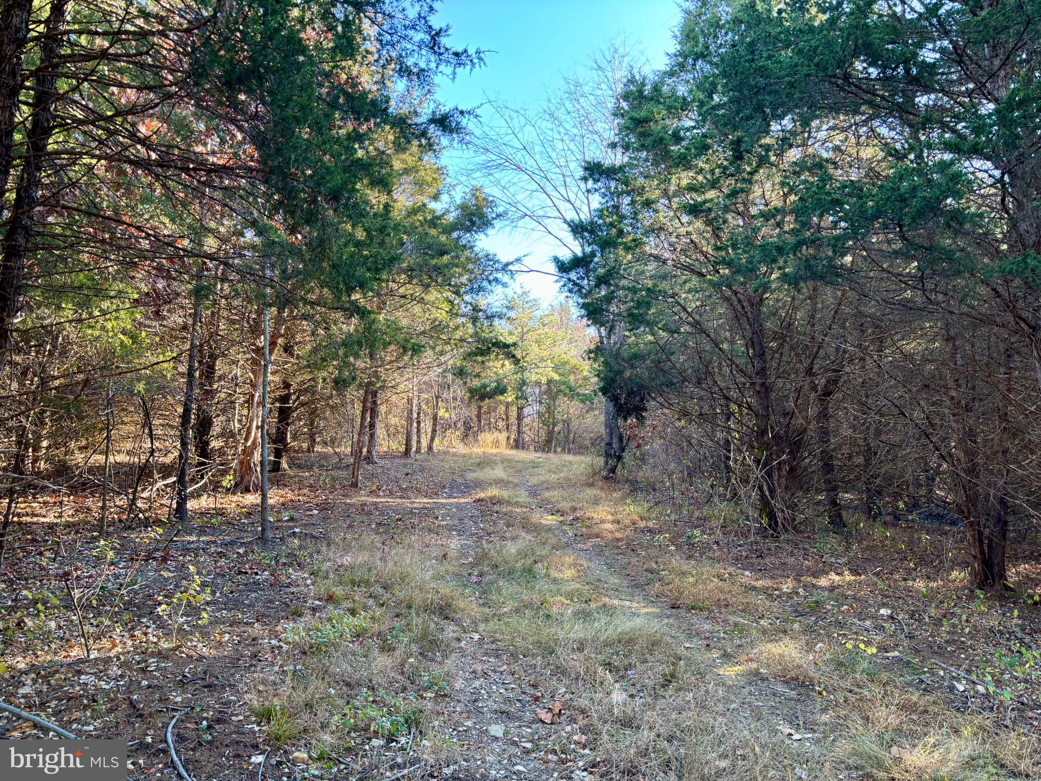Harper Valley Road Luray, VA 22835 - Photo 11 of 32 a view of a forest with trees in the background
