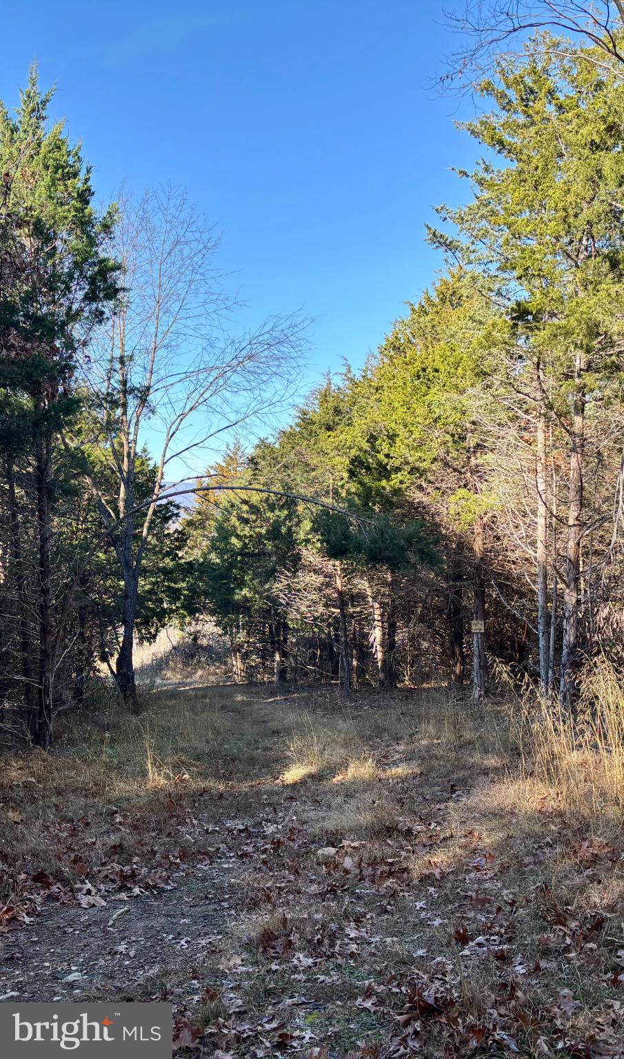 Harper Valley Road Luray, VA 22835 - Photo 14 of 32 a view of a forest with trees in the background